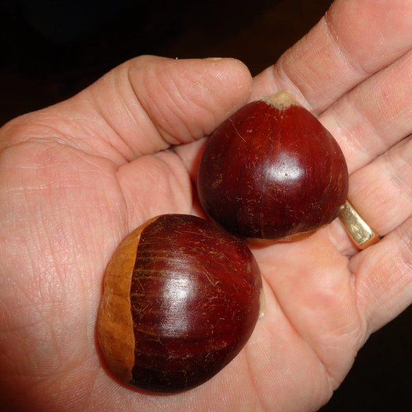 Colossal x Okei Hybrid Chestnut