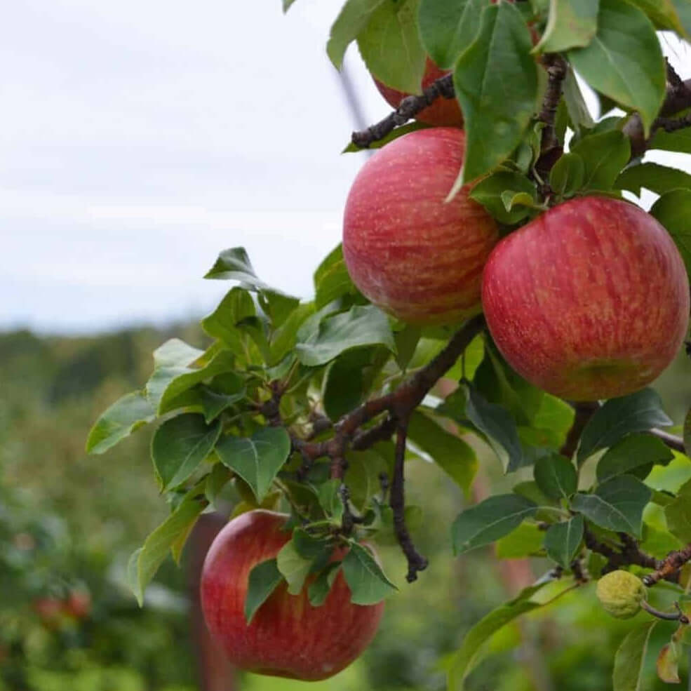 camera focused on three apples on te branch with more trees blurred in the background. wildlife trees