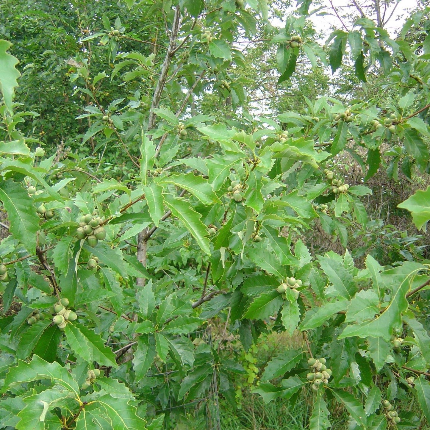 Dwarf Chinkapin Oak is a fast-growing variety of oak tree ideal for food plots and hunting sites. Its sweet acorns are a favorite source of nutrition for deer, turkey, and other wildlife, making it a great choice for wildlife management. It is also popular for small lot development due to its dwarfing characteristics.