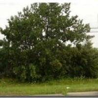 English Wide Hybrid Oak