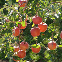 Fuji Apple