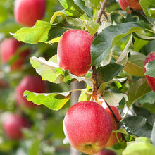 Gala Apple