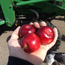 Hyslop Crabapple