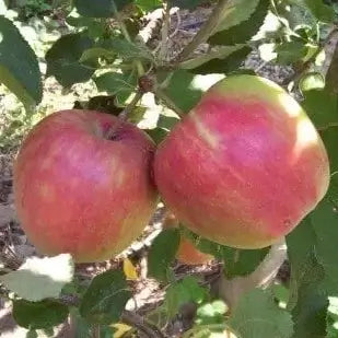Jona Free Apple