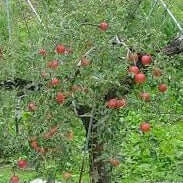 Jona Gold Apple
