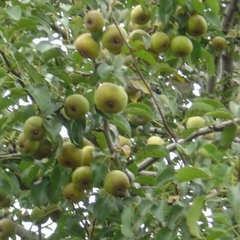 Pears hanging in the tree ready for harvest. great for wildlife food source. 