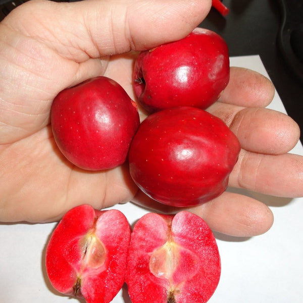 Double Red Crabapple