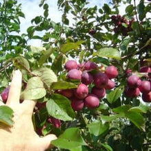 Big Morse Crabapple