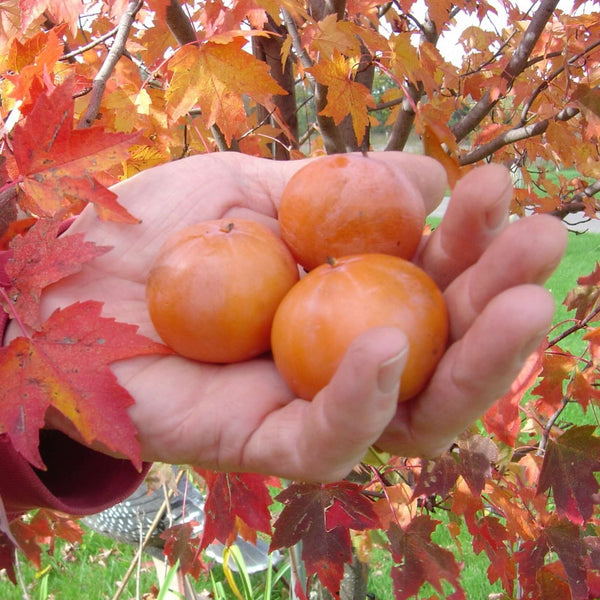 Morse Persimmon