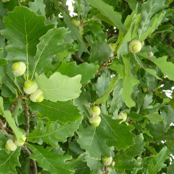 Sargent #5 Hybrid Oak
