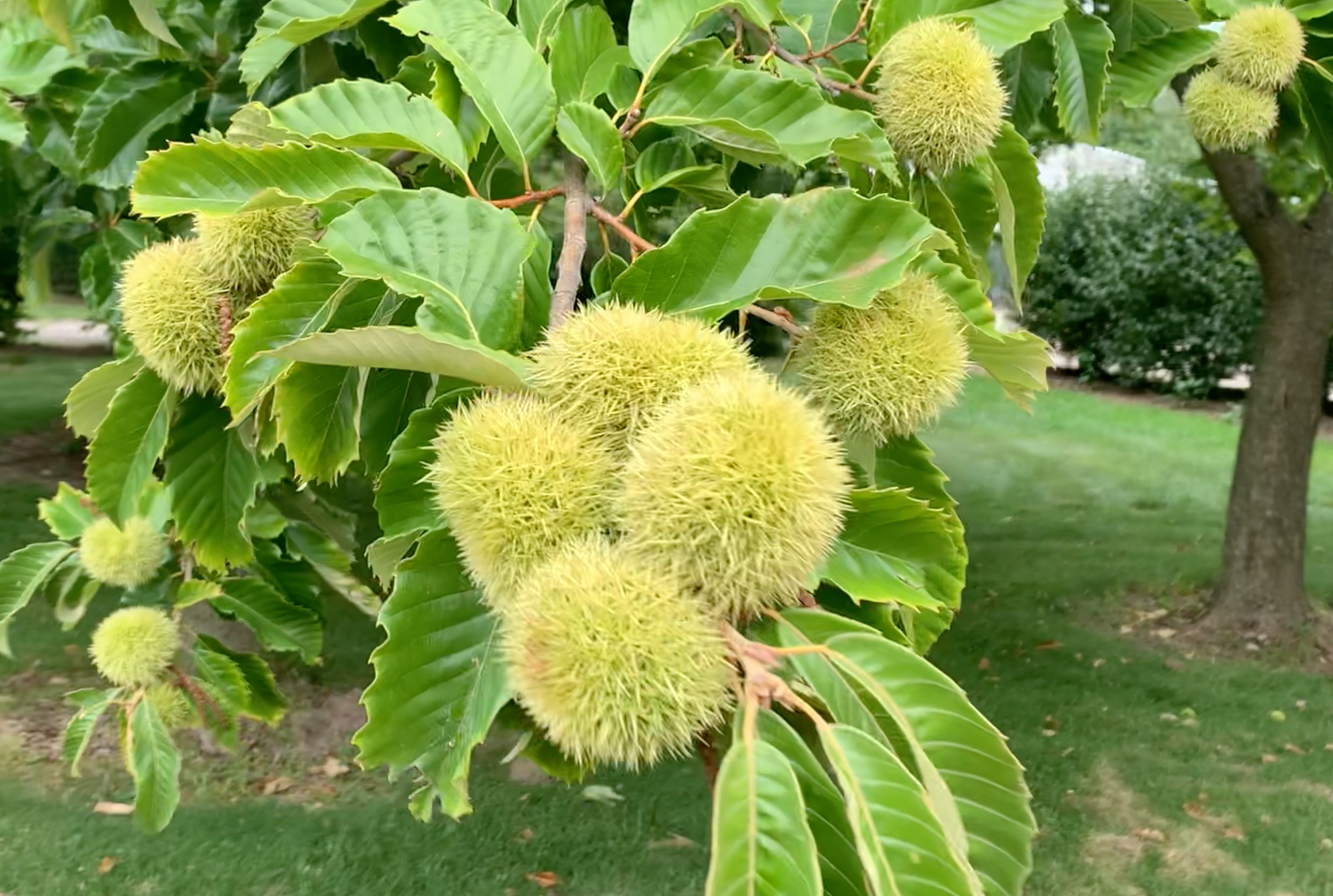 Layeroka Hybrid Chestnut – Morse Nursery