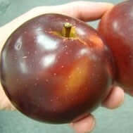 Winesap Apple