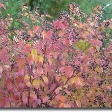 Arrowood - Morse Nursery