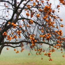 August Persimmon - Morse Nursery