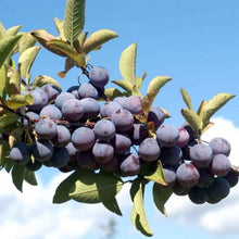 Beach Plum - Morse Nursery
