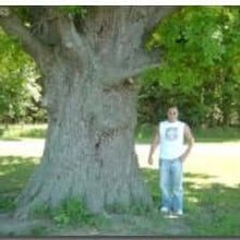 Bebb's Oak - Morse Nursery