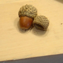 Bur x English Hybrid Oak - Morse Nursery