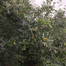 Bur x Gambel "Early" Hybrid Oak - Morse Nursery