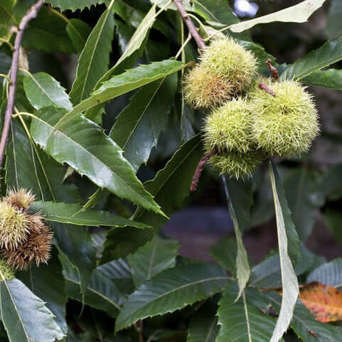 The September Drop American Hybrid Chestnut Tree is a hybrid chestnut tree that is a blend of the American Chestnut and Chinese chestnut varieties making it blight resistant. This hybrid tree is ideal for food plots and hunting, thanks to its sweet, high-protein nuts that provide a rich source of nutrition for wildlife. Its hardy, drought-tolerant traits make it a great choice for many climates. Expected drop is mid September to early October.