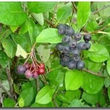 Chokeberry - Morse Nursery