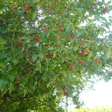 Cornelian Cherry - Morse Nursery
