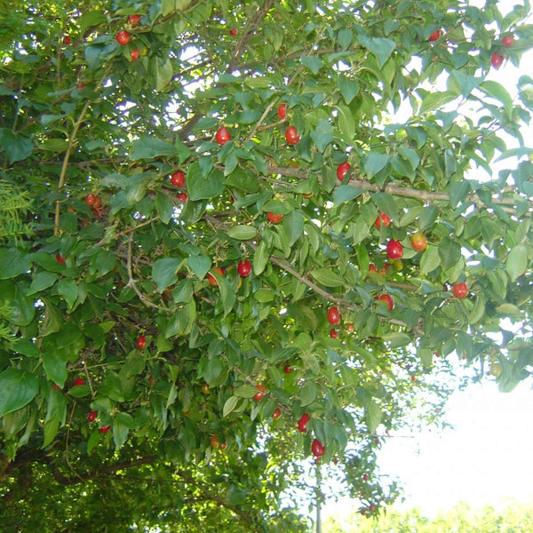 Cornelian Cherry