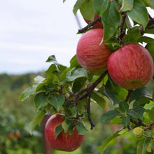 Cortland Apple - Morse Nursery