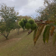 December Drop American Hybrid Chestnut Tree - Morse Nursery