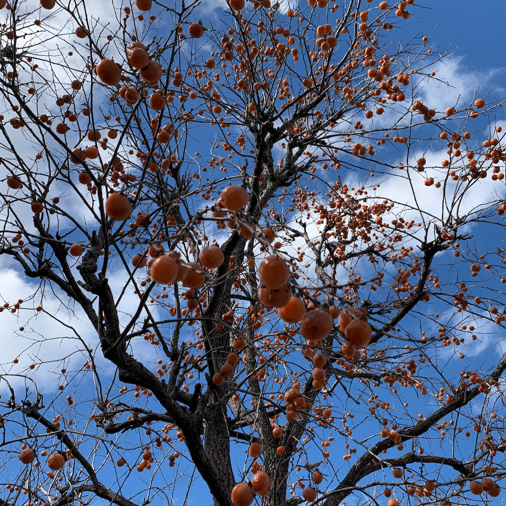 Deer Magnet (Nov) Persimmon - Morse Nursery