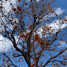 Deer Magnet (Nov) Persimmon - Morse Nursery