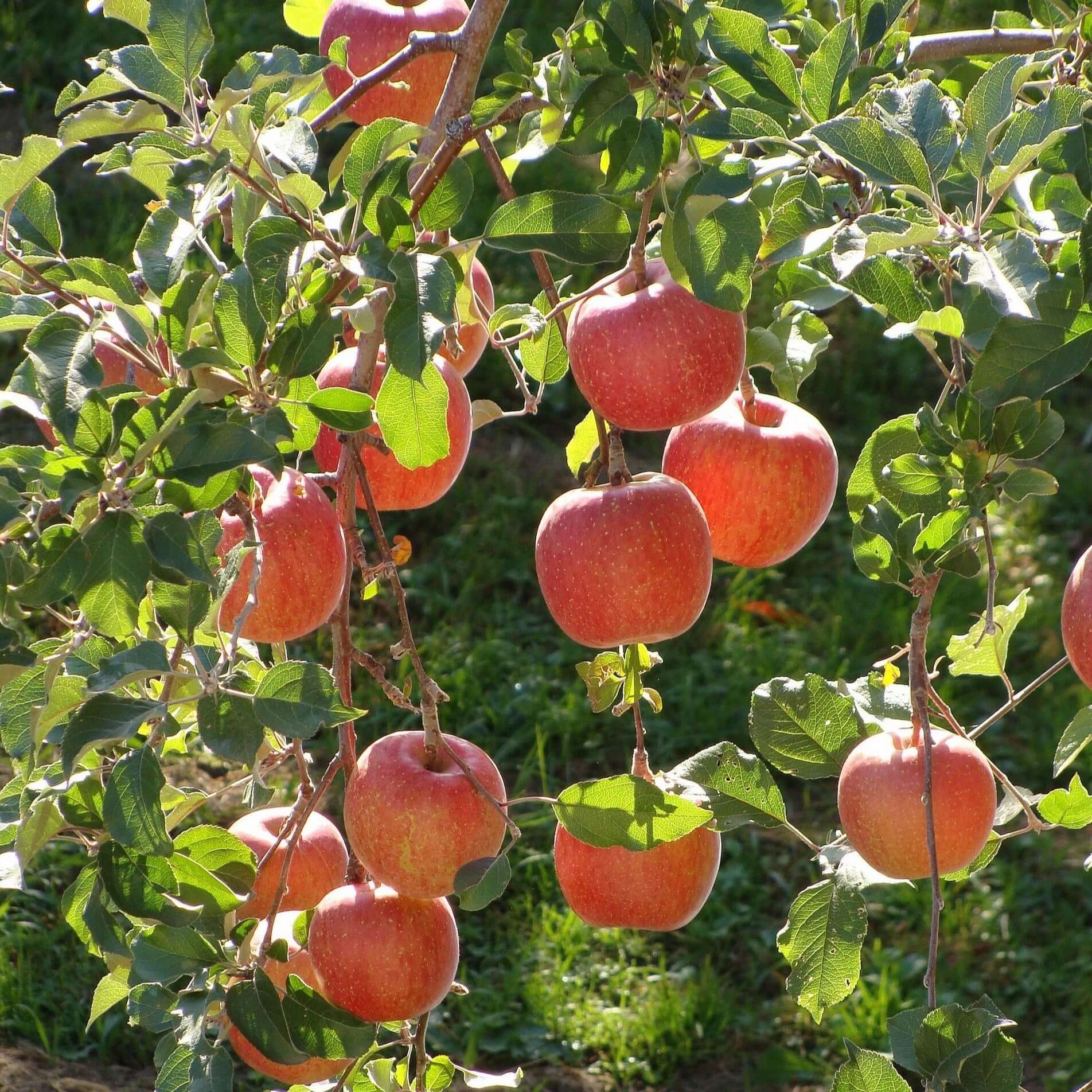 Fuji Apple - Morse Nursery