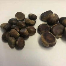 Gobbler Chestnut - Morse Nursery