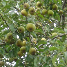 Granddad Pear - Morse Nursery