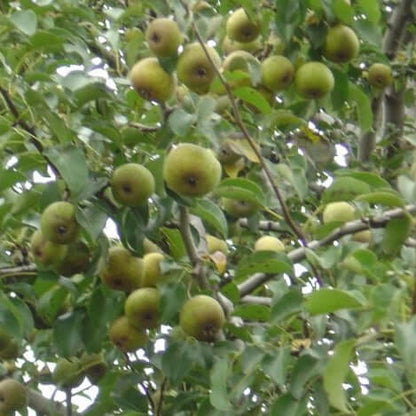 Granddad Pear - Morse Nursery