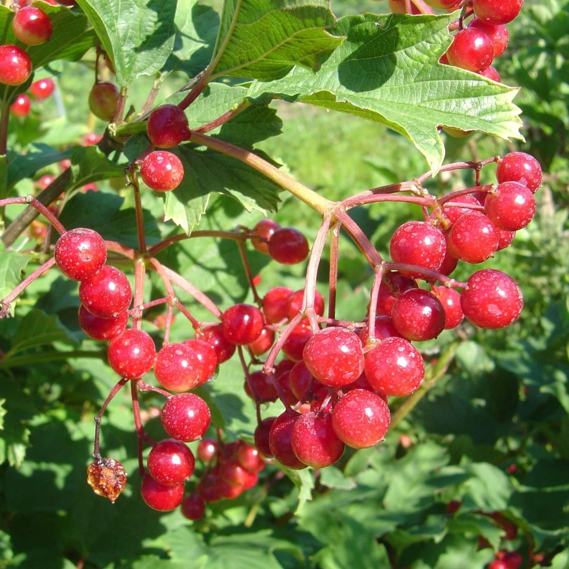 Canbery Tree Highbush Cranberry - Food Source For Wildlife - Food Plots – Morse Nursery