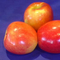 Honeycrisp Apple
