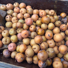 Hybrid Pear - Morse Nursery