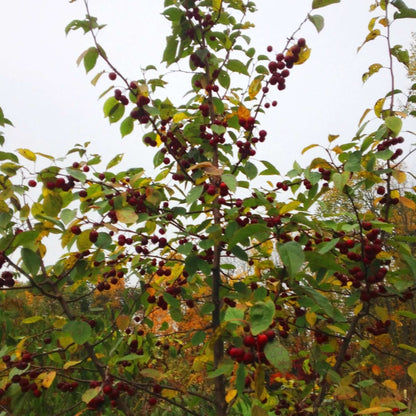 Kerr Crabapple - Morse Nursery