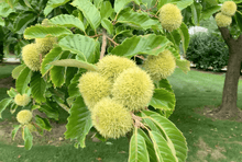 Layeroka Hybrid Chestnut - Morse Nursery