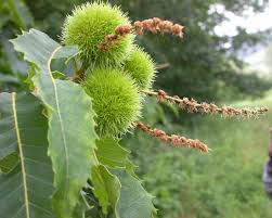 Lorain Cold Hardy Chestnut - Morse Nursery