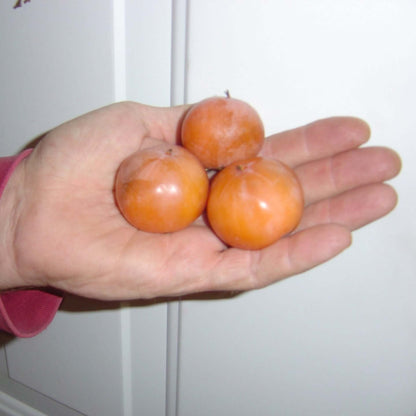 Meader Persimmon - Morse Nursery