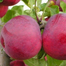 two enterprise apple in the tree