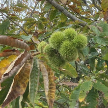 The November Drop American Hybrid Chestnut Tree is a hybrid chestnut tree that is a blend of the American Chestnut and Chinese chestnut varieties making it blight resistant. This hybrid tree is ideal for food plots and hunting, thanks to its sweet, high-protein nuts that provide a rich source of nutrition for wildlife. Its hardy, drought-tolerant traits make it a great choice for many climates. Expected drop mid November to early December. 