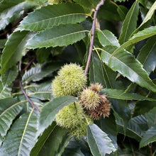 The October Drop American Hybrid Chestnut is a hybrid chestnut tree that is a blend of the American Chestnut and Chinese chestnut varieties making it blight resistant. This hybrid tree is ideal for food plots and hunting, thanks to its sweet, high-protein nuts that provide a rich source of nutrition for wildlife. Its hardy, drought-tolerant traits make it a great choice for many climates. Expected drop is October to early November. 