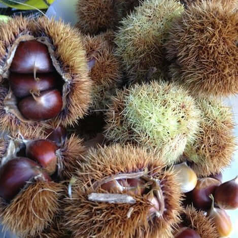 Morse Hybrid Chestnut - Morse Nursery