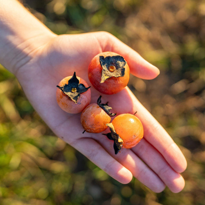 Cook Persimmon - Morse Nursery