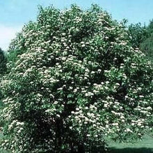 Nannyberry - Morse Nursery