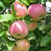 Northern Spy Apple - Morse Nursery