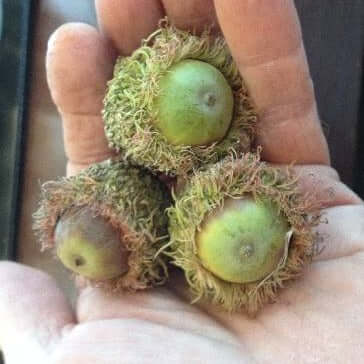 Ooti Bebb's Hybrid Oak