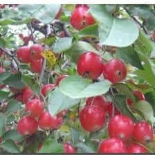 Red Crabapple - Food Source For Wildlife - Food Plots – Morse Nursery